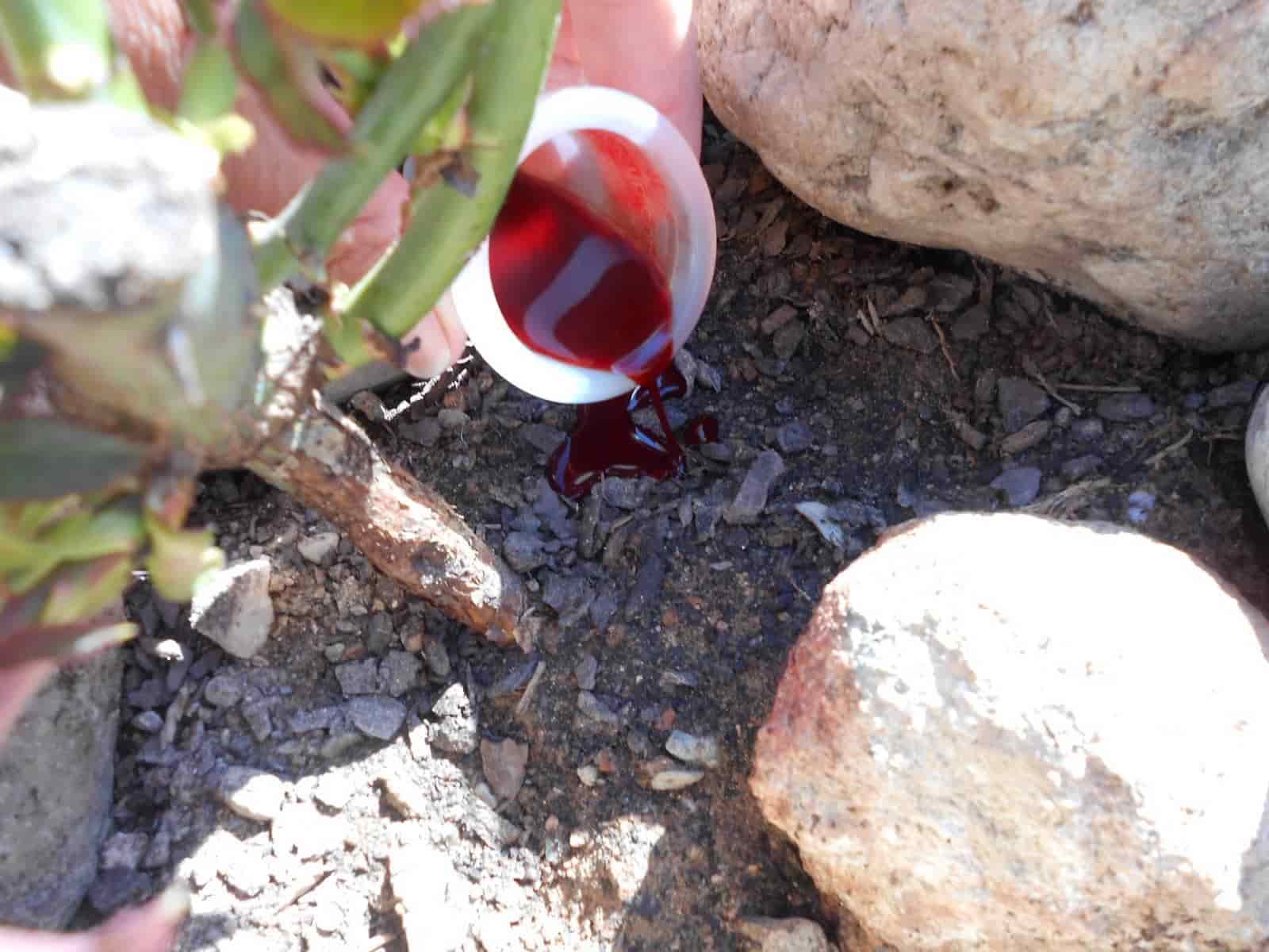 La sangre menstrual ¿un fertilizante para plantas? La sangre menstrual ¿un fertilizante para plantas?