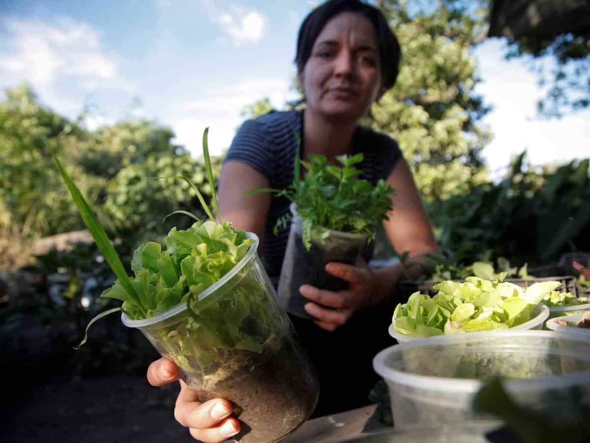 Trueques feministas y autocultivo en tiempos de covid-19 Trueques feministas y autocultivo en tiempos de covid-19