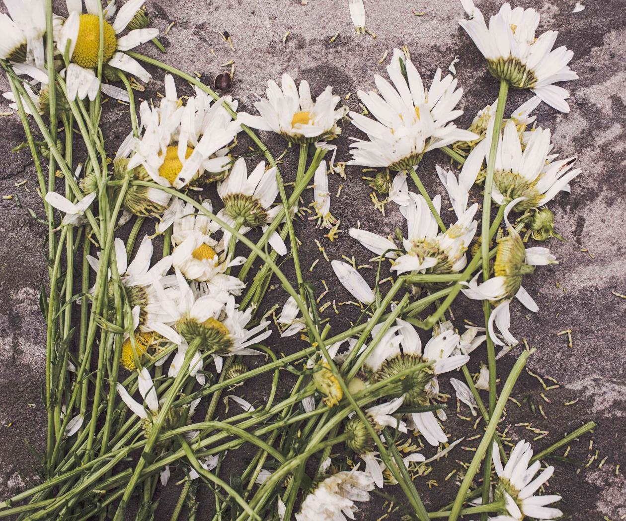 ¿Por qué nos duele tanto la muerte de alguien? ¿Por qué nos duele tanto la muerte de alguien?