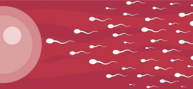 La fecundación como no nos la contaron; el óvulo tiene un rol activo