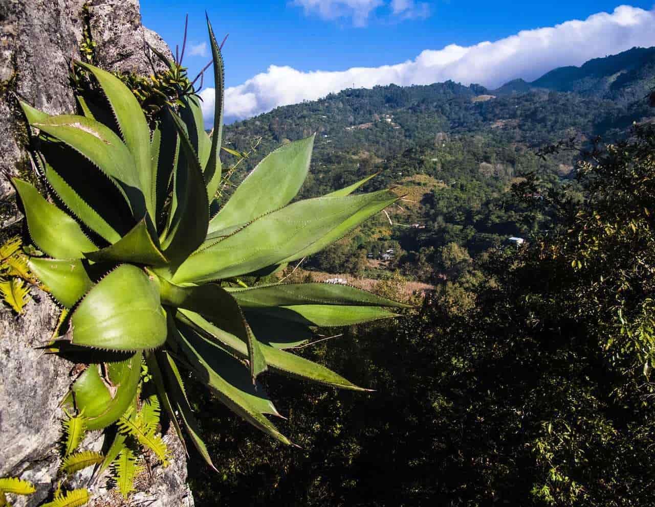 Mujeres y el maguey pulquero Mujeres y el maguey pulquero