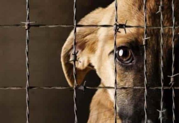 5 razones por las que los derechos de los animales son un tema feminista