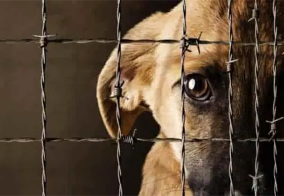 5 razones por las que los derechos de los animales son un tema feminista