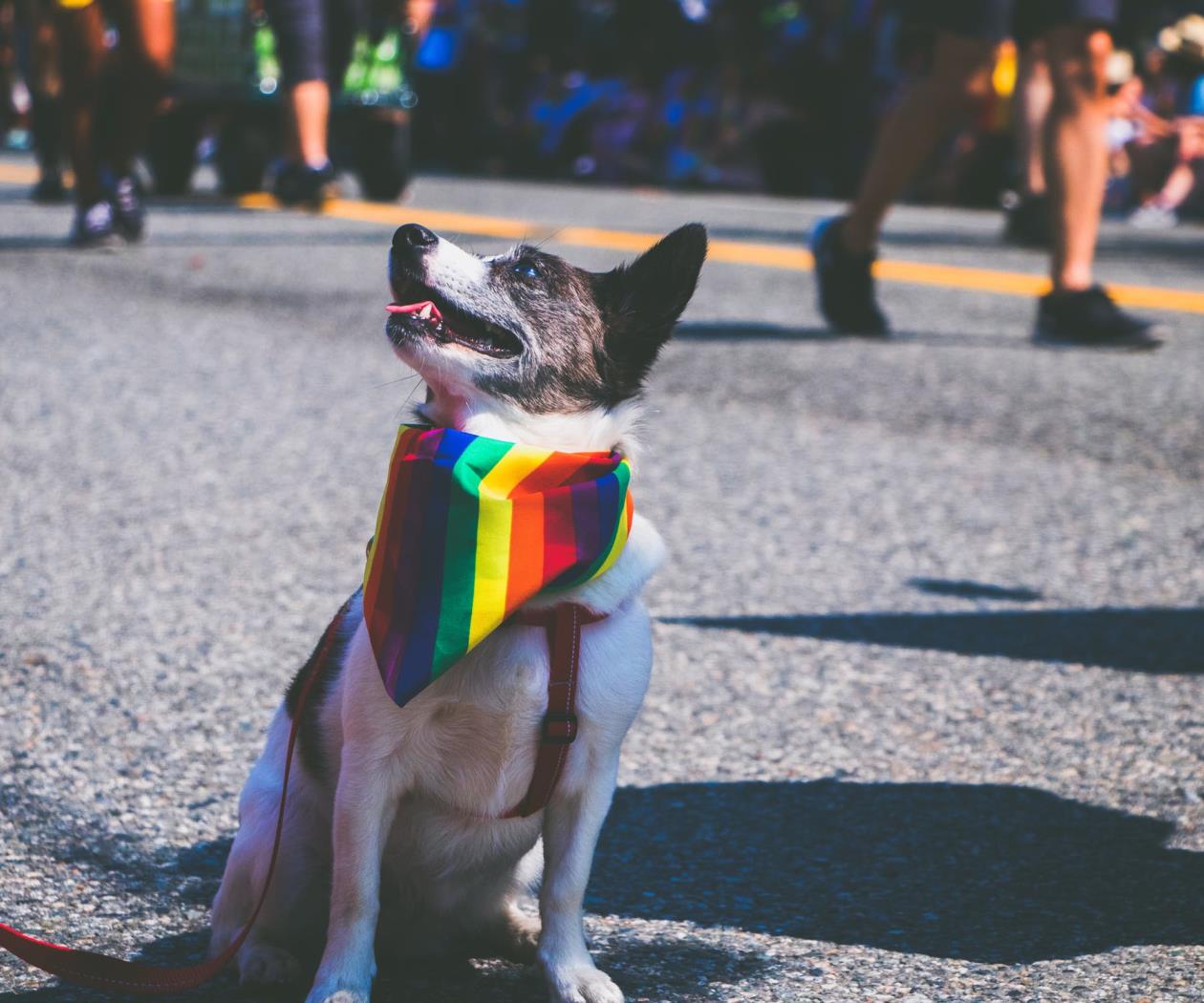 ¿Cómo y dónde será la Marcha del Orgullo LGBT+ 2021? ¿Cómo y dónde será la Marcha del Orgullo LGBT+ 2021?
