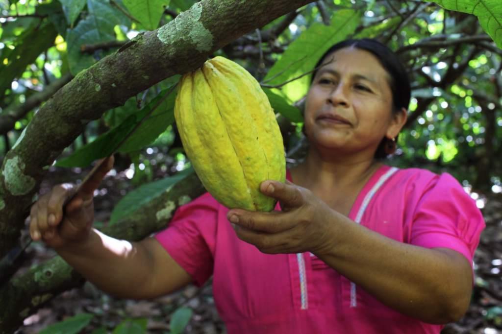 La importancia de las mujeres en la conservación y cultivo del cacao La importancia de las mujeres en la conservación y cultivo del cacao