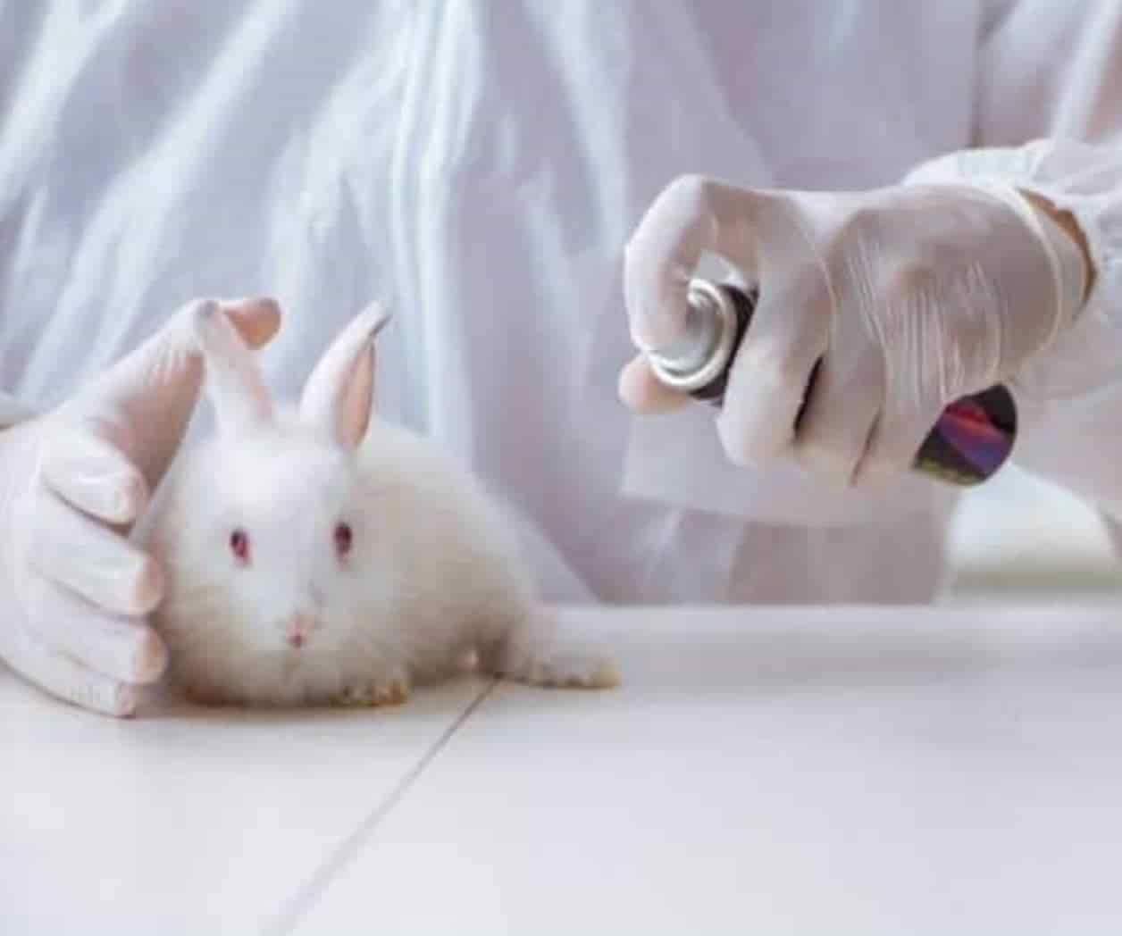 Senado aprueba iniciativa para prohibir las pruebas cosméticas en animales