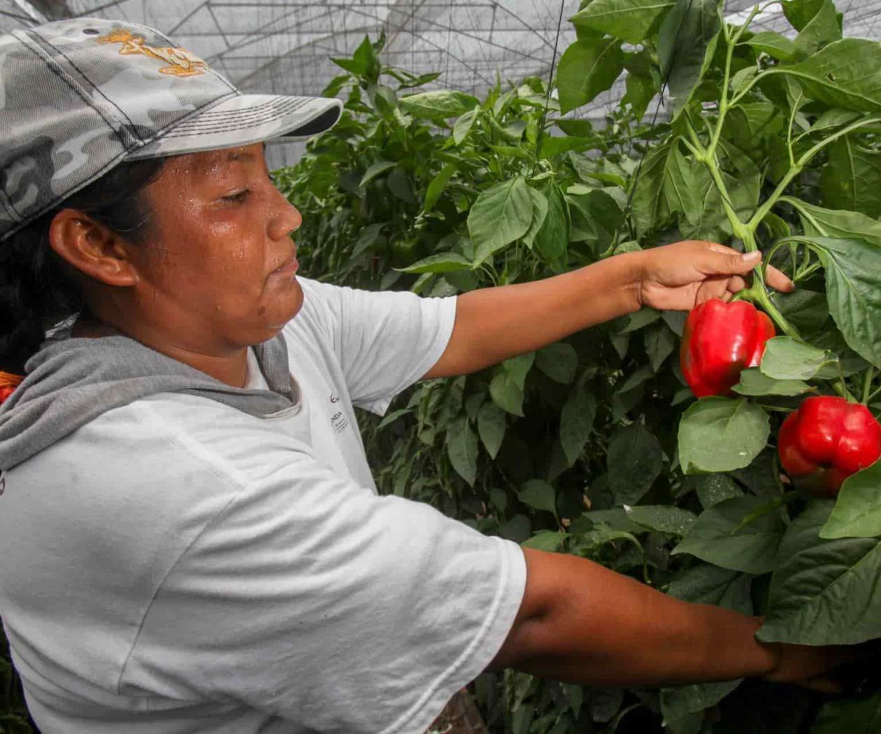 El papel de la mujer en la agricultura