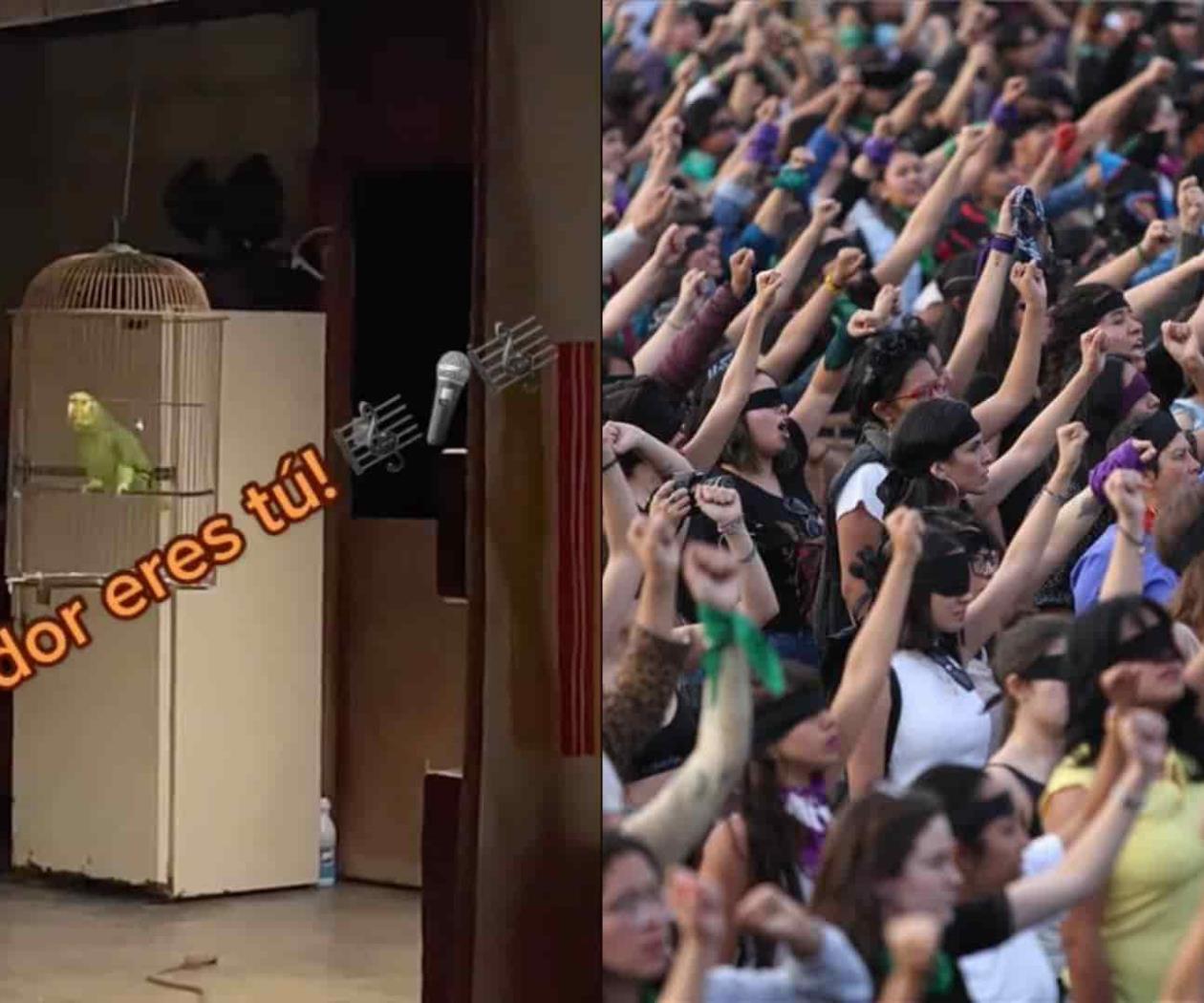 Perico se viraliza en TikTok por cantar "El violador eres tú" Perico se viraliza en TikTok por cantar "El violador eres tú"