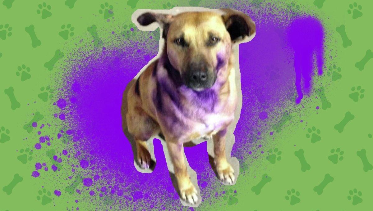 ¡Fueron las feministas!: la historia del “perrito pintado” que resurge cada 8M ¡Fueron las feministas!: la historia del “perrito pintado” que resurge cada 8M