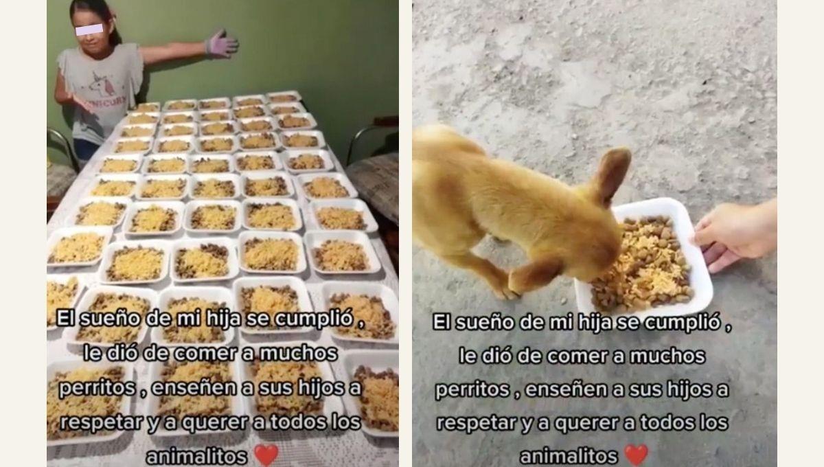 Niña prepara decenas de platos de comida y los reparte a los perritos de su comunidad Niña prepara decenas de platos de comida y los reparte a los perritos de su comunidad