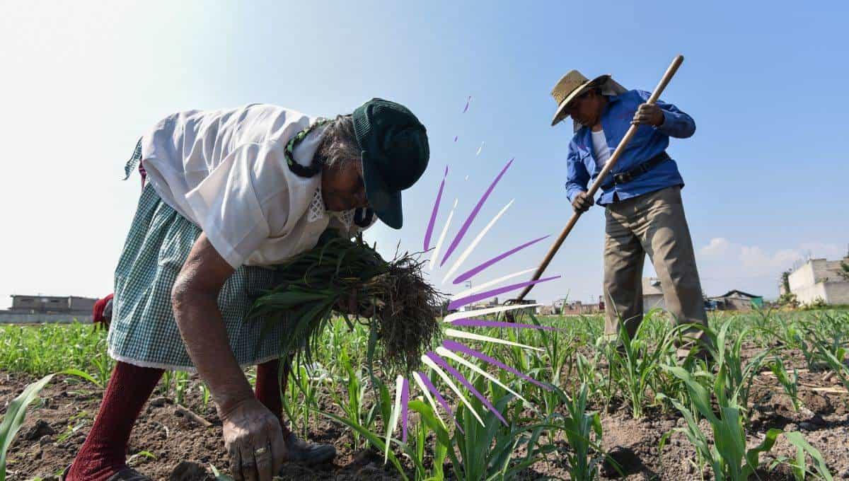 Igualdad de género en la agroindustria terminaría con el hambre mundial Igualdad de género en la agroindustria terminaría con el hambre mundial