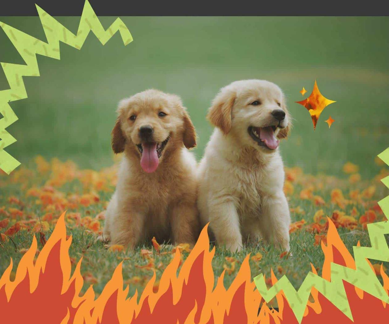 ¿Qué es el feminismo antiespecista? Te lo explicamos con perritos ¿Qué es el feminismo antiespecista? Te lo explicamos con perritos