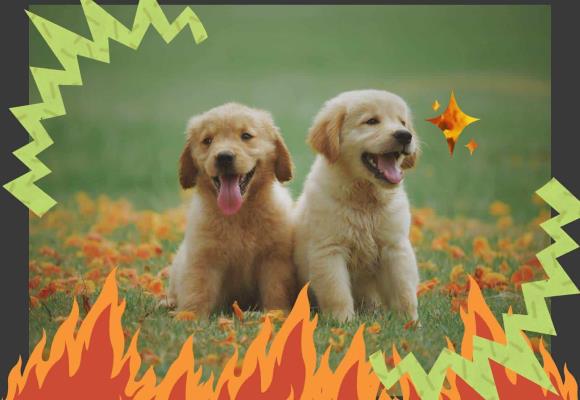 ¿Qué es el feminismo antiespecista? Te lo explicamos con perritos