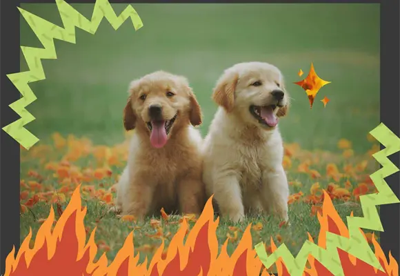 &iquest;Qu&eacute; es el feminismo antiespecista? Te lo explicamos con perritos