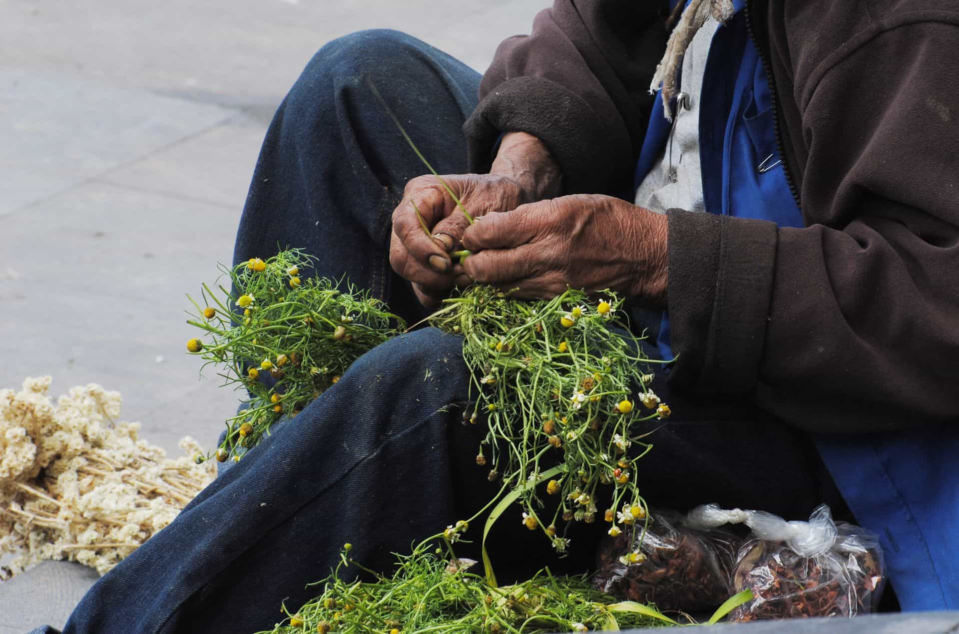 Flor de manzanilla. Foto: Cuartoscuro
