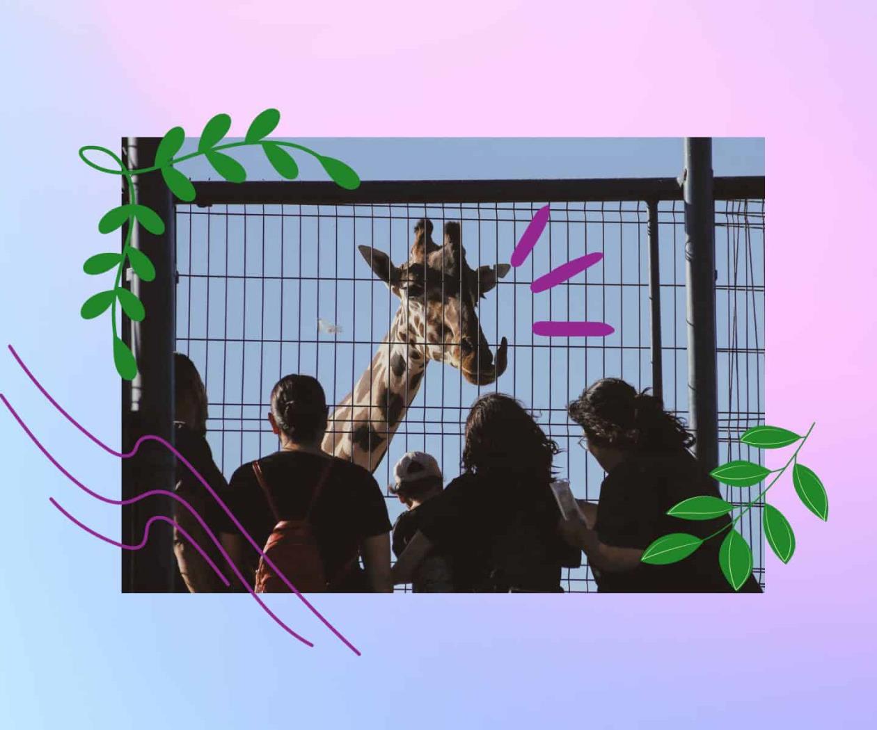 Benito la jirafa: una reflexión sobre derechos animales y antiespecismo Benito la jirafa: una reflexión sobre derechos animales y antiespecismo