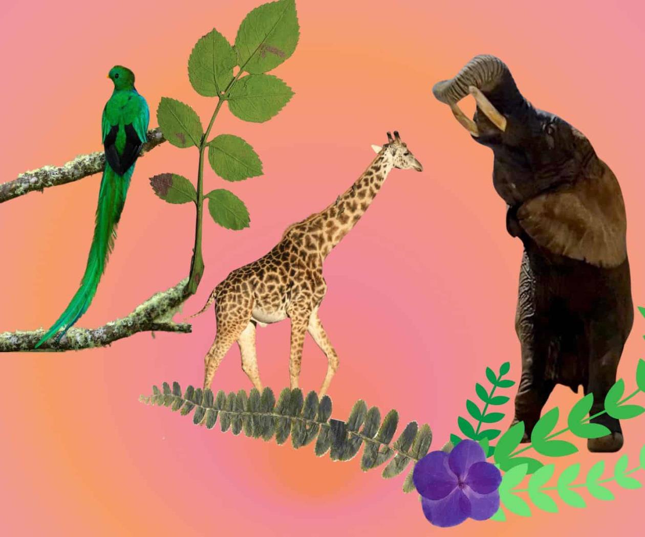 De Benito la jirafa a la elefanta Ely: casos de especismo en México De Benito la jirafa a la elefanta Ely: casos de especismo en México