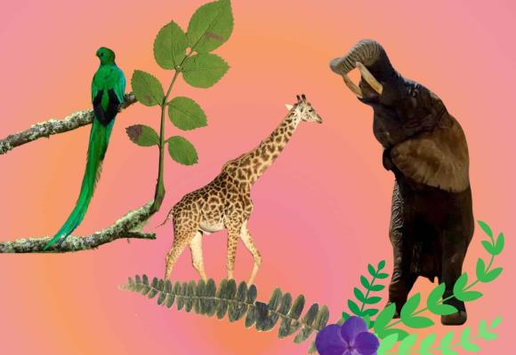 De Benito la jirafa a la elefanta Ely: casos de especismo en México