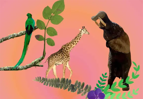 De Benito la jirafa a la elefanta Ely: casos de especismo en M&eacute;xico