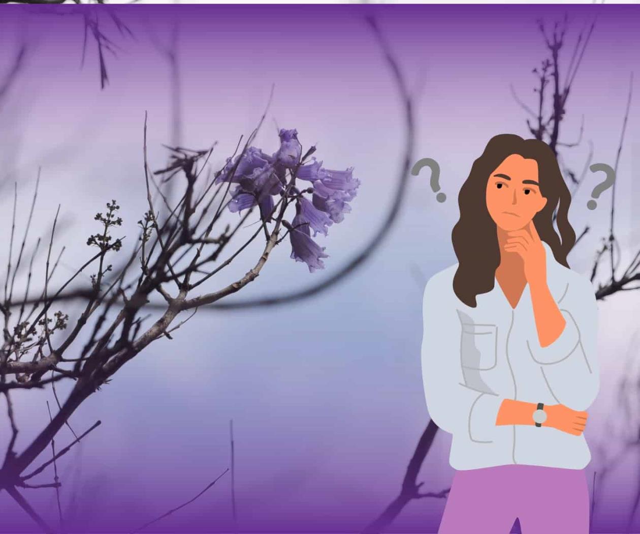 ¿Jacarandas antes de tiempo? Sí, es culpa del cambio climático ¿Jacarandas antes de tiempo? Sí, es culpa del cambio climático