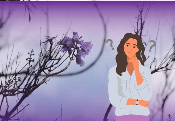 ¿Jacarandas antes de tiempo? Sí, es culpa del cambio climático