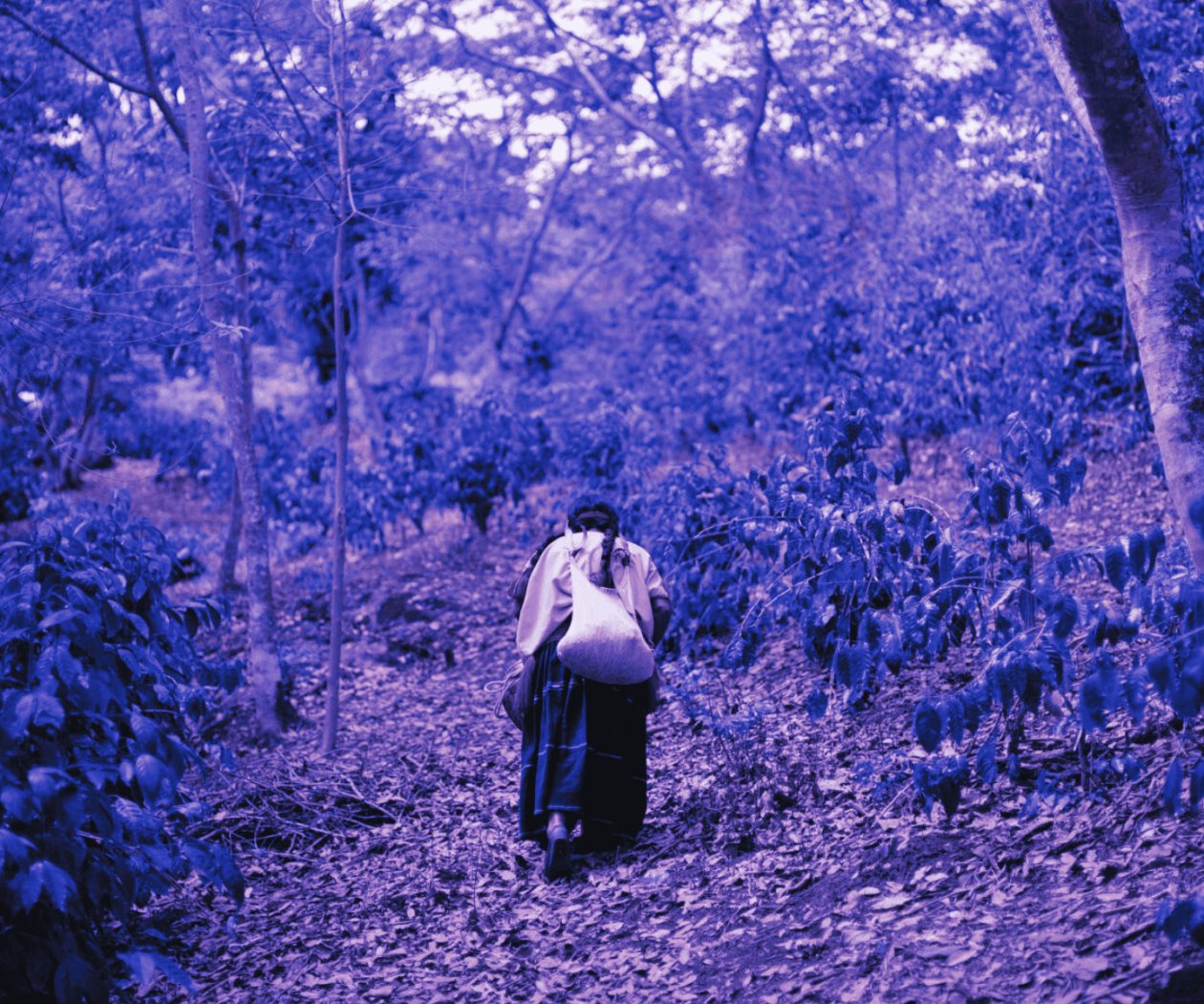 Más de 100 personas defensoras de la tierra han sido asesinadas con AMLO Más de 100 personas defensoras de la tierra han sido asesinadas con AMLO