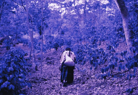 Más de 100 personas defensoras de la tierra han sido asesinadas con AMLO