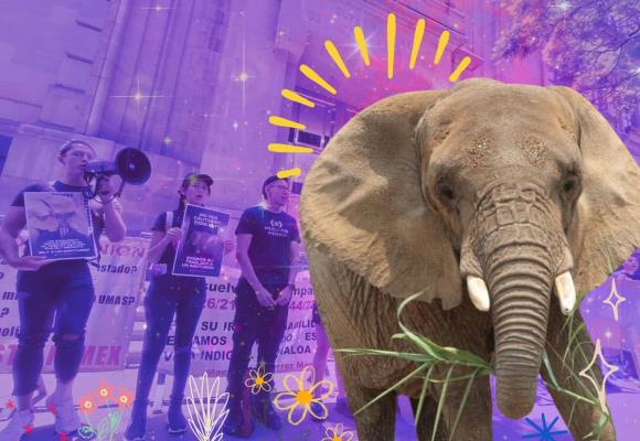 Justicia para Ely: exigen traslado de la elefanta a un santuario en Brasil