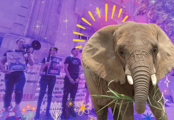 Justicia para Ely: exigen traslado de la elefanta a un santuario en Brasil