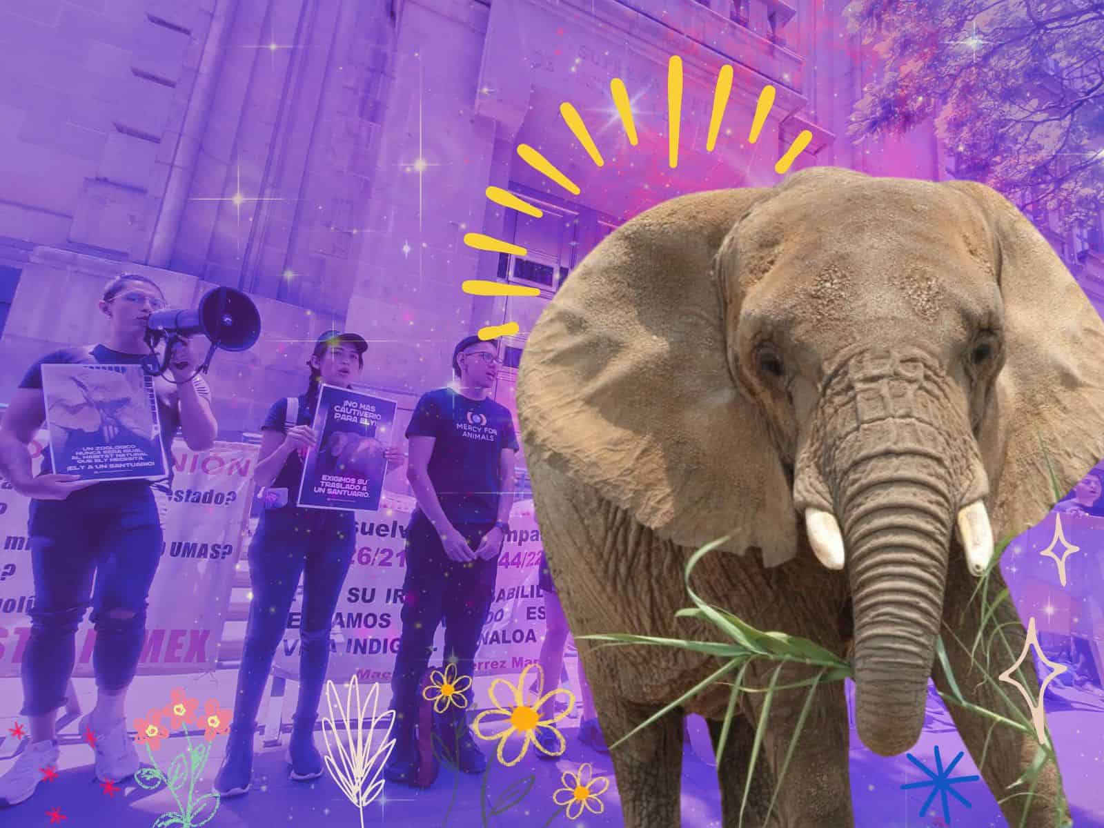 Justicia para Ely: exigen traslado de la elefanta a un santuario en Brasil