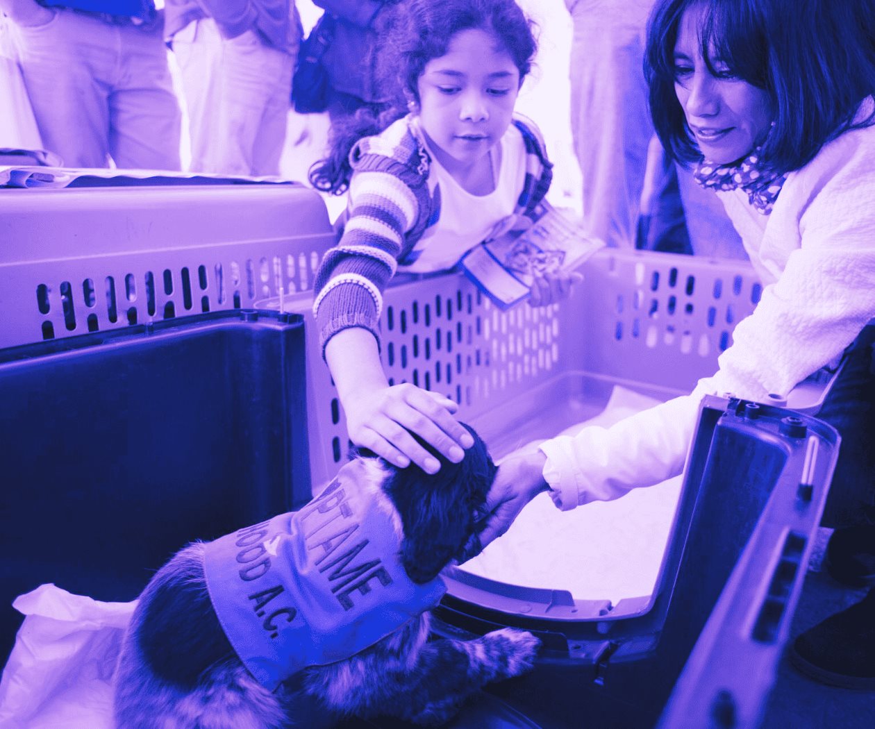 Guía sobre cómo cuidar a tus mascotas en casos de desastres naturales Guía sobre cómo cuidar a tus mascotas en casos de desastres naturales