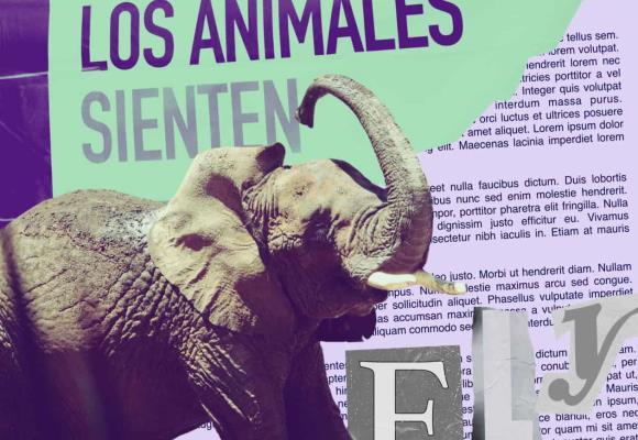Ely, la elefanta, continúa la lucha en contra del maltrato animal
