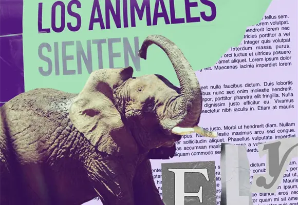 Ely, la elefanta, contin&uacute;a la lucha en contra del maltrato animal