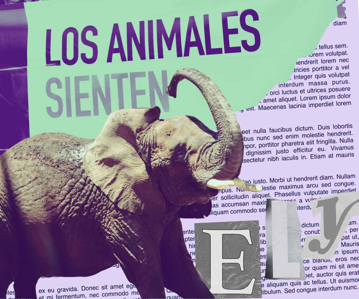 Ely, la elefanta, continúa la lucha en contra del maltrato animal