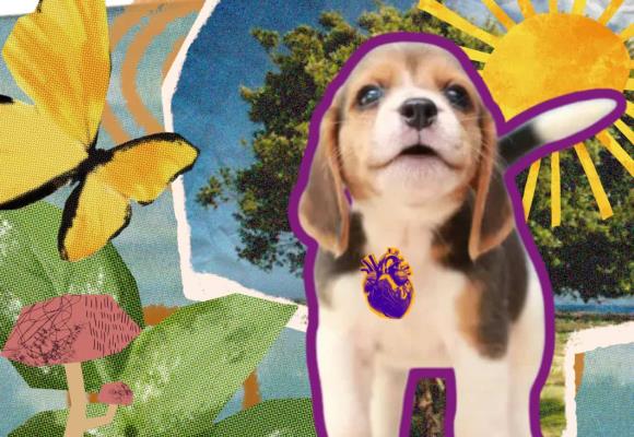 El feminismo explica por qué regalar perritos en Navidad no es buena idea