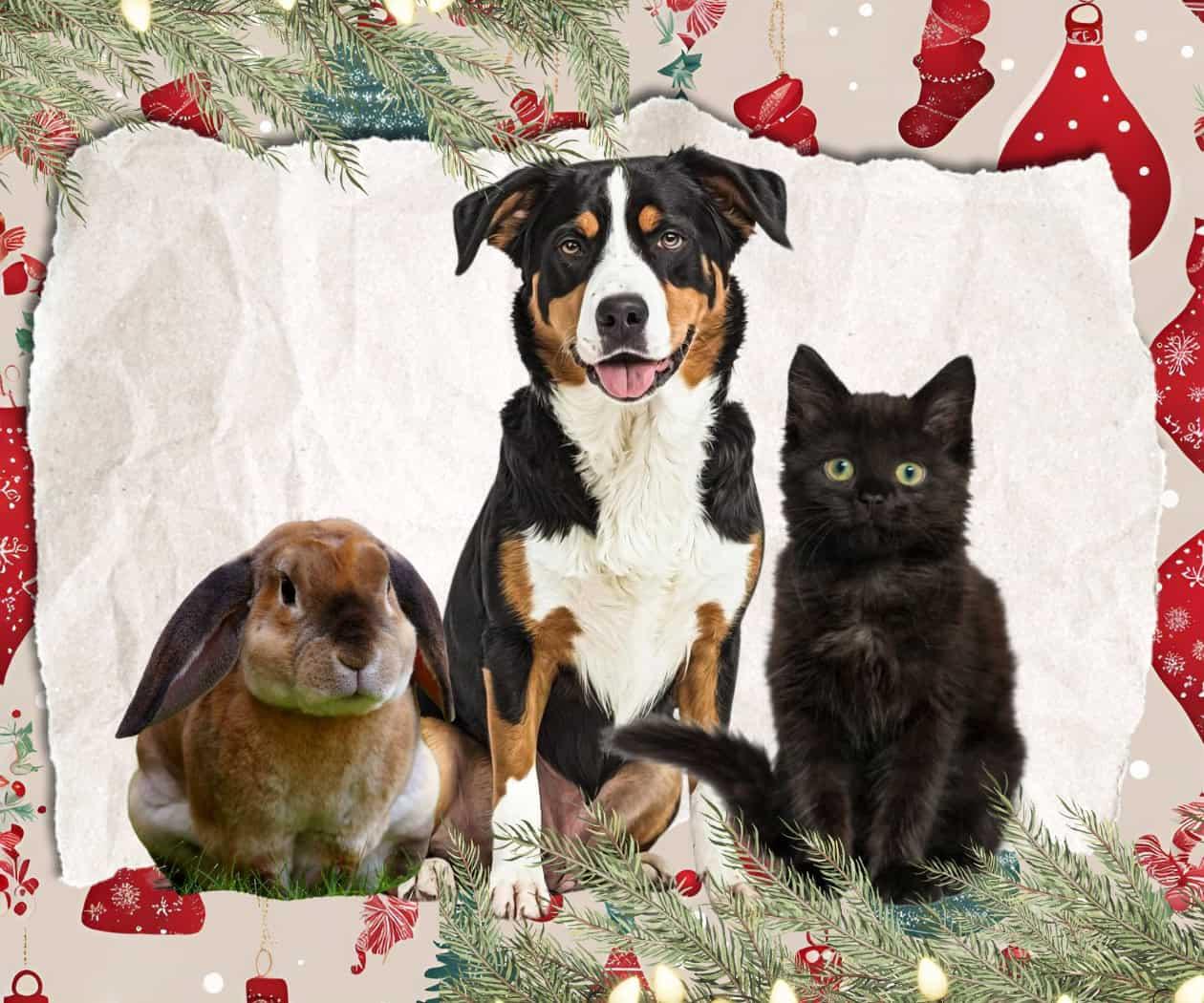 ¡Integra y cuida a tus perritos y gatitos en las fiestas de diciembre!