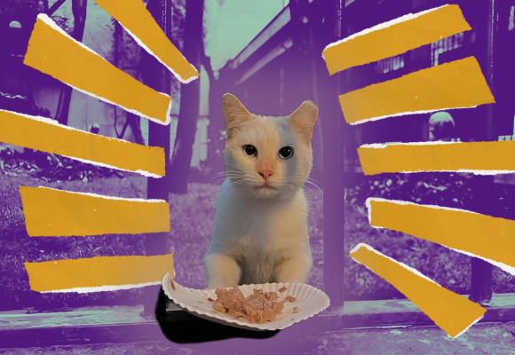 Catacumberitos lucha por cuidar a los gatos del Pante&oacute;n de San Fernando