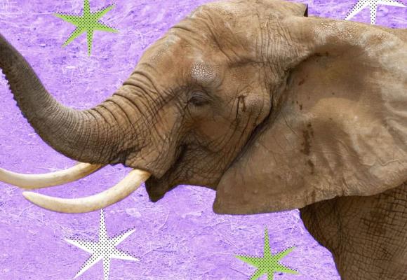 La elefanta Ely llega a la SCJN: Corte aplaza amparo