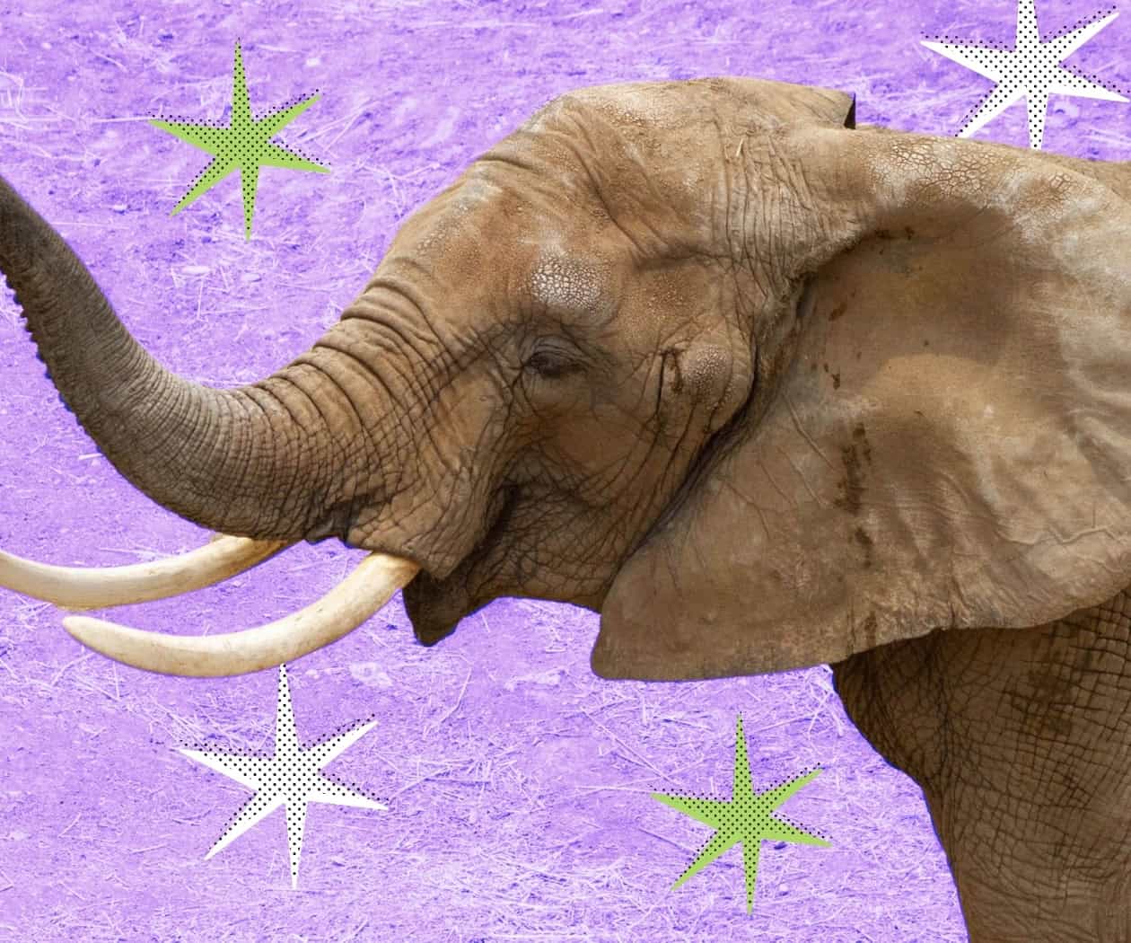 La elefanta Ely llega a la SCJN: Corte aplaza amparo La elefanta Ely llega a la SCJN: Corte aplaza amparo