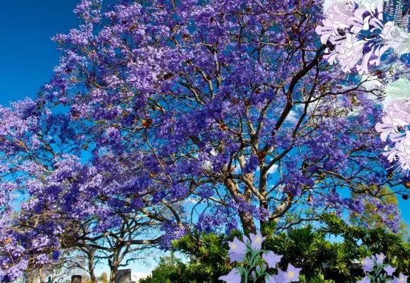 ¿Cómo sanar la masculinidad? A veces, trepando un árbol ¿Cómo sanar la masculinidad? A veces, trepando un árbol