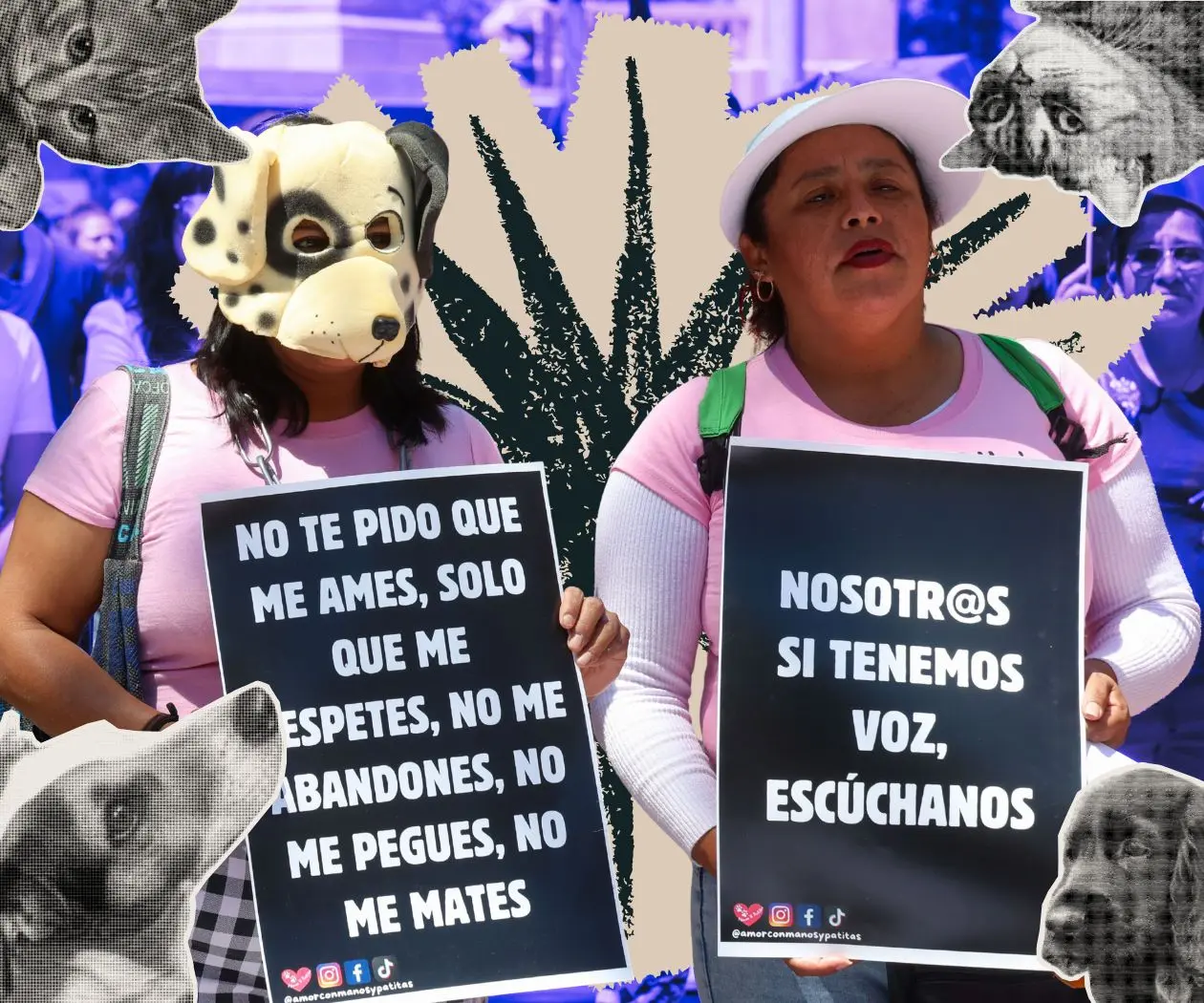 Zoocidio: la violencia estructural que el patriarcado sigue normalizando Zoocidio: la violencia estructural que el patriarcado sigue normalizando