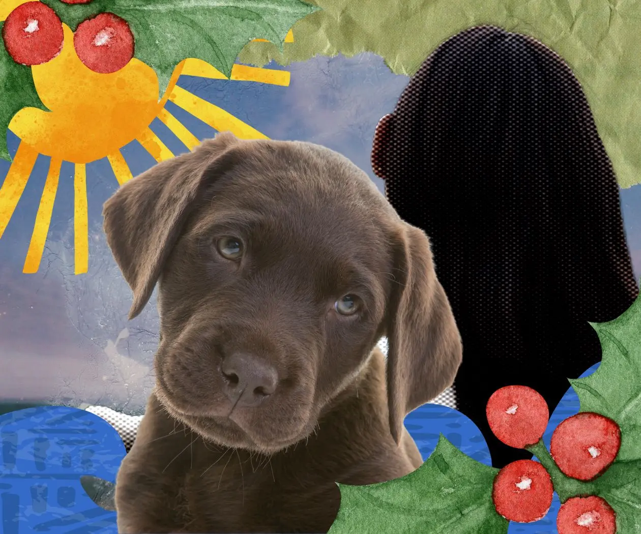 ¡Esta temporada, adopta un peludo! Así puedes hacerlo ¡Esta temporada, adopta un peludo! Así puedes hacerlo