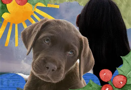 &iexcl;Esta temporada, adopta un peludo! As&iacute; puedes hacerlo