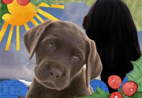 ¡Esta temporada, adopta un peludo! Así puedes hacerlo ¡Esta temporada, adopta un peludo! Así puedes hacerlo