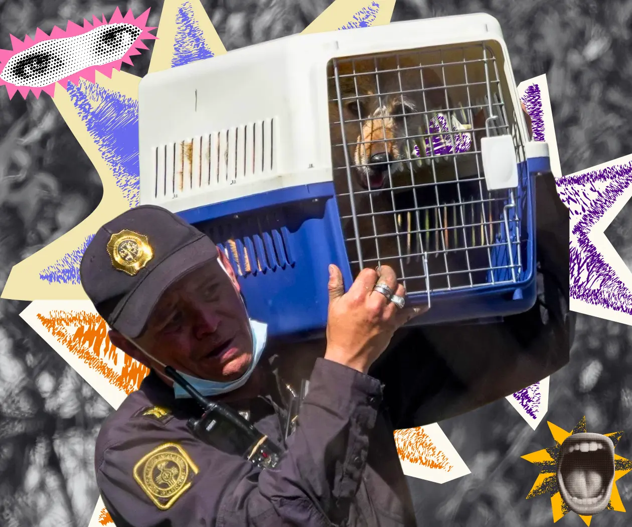 ¿Rescate animal o despojo? La historia detrás del Refugio Franciscano