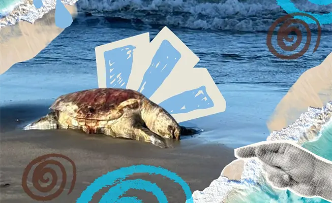 Ecocidio en el Golfo de M&eacute;xico: cuando muere el ecosistema, la vida perece